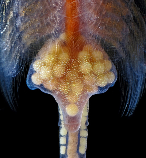 Photo of Artemia franciscana by Ian Gardiner